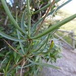 Bupleurum fruticescens Feuille