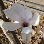 Magnolia x soulangeana Λουλούδι