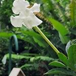 Brunfelsia americana Цветок