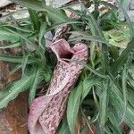 Helicodiceros muscivorus Floare