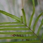 Pteris longifolia List