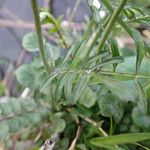 Cardamine pratensis Leaf