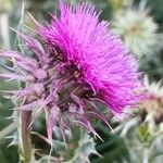 Carduus nutans Flower