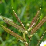 Lathyrus pannonicus ഫലം