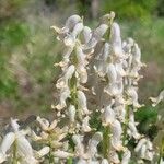 Astragalus sheldonii Flower