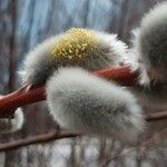 Salix discolor Flower