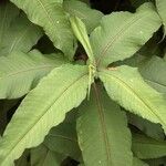 Rubrivena polystachya Blad