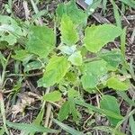 Chenopodium ficifolium Lehti