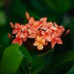 Ixora chinensis Blüte