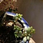 Sedum hernandezii Foglia