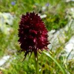 Gymnadenia nigra Flower