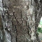 Euclea natalensis Ŝelo