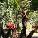 Chamaerops humilis Hábitos