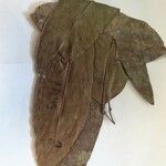 Chaetocarpus schomburgkianus Hoja