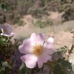 Rosa pouzinii Blomst