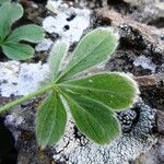 Potentilla nivalis Levél