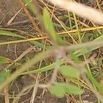 Astragalus onobrychis Лист