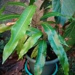 Mangifera indica 葉