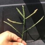 Urochloa trichopus Flower