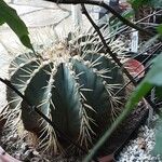 Ferocactus glaucescens Habitat