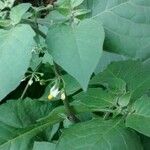 Solanum americanum Blatt