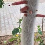 Cleistocactus strausii Floare