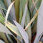 Phormium tenax Leaf