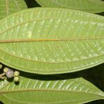 Miconia ibaguensis List