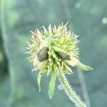 Verbesina alternifolia Fruit