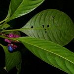 Psychotria guapilensis Blüte