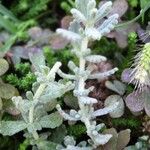 Teucrium rouyanum Leaf