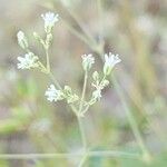 Gypsophila perfoliata