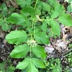 Aralia hispida Folha