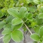 Potentilla argyrophylla ᱥᱟᱠᱟᱢ