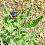 Anchusa azurea Blomma