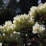 Rhododendron fletcherianum Kvet