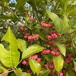 Euonymus latifolius ഫലം