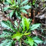 Euryops chrysanthemoides Leaf