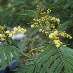 Acacia mearnsii Blomst