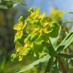 Euphorbia dendroides Fruit