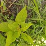 Celosia argentea 葉