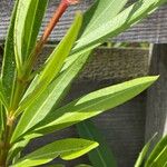 Nerium oleander Hoja