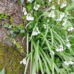 Allium triquetrumFlower