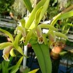 Cattleya mooreana Flor