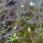 Arenaria modesta Alkat (teljes növény)