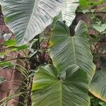 Philodendron ornatum ᱥᱟᱠᱟᱢ