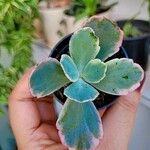 Kalanchoe fedtschenkoi पत्ता