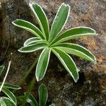 Alchemilla alpigena Leaf