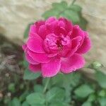 Rosa × damascenaപുഷ്പം