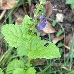 Scutellaria altissima Λουλούδι